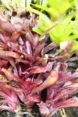 Bromeliad flower in the garden with nature