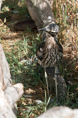 this is a close up of a bush stone curlew