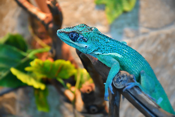Knight Anole In the terrarium
