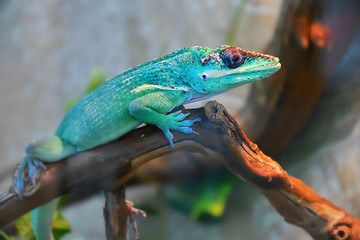 Knight Anole In the terrarium