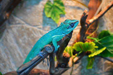 Knight Anole In the terrarium