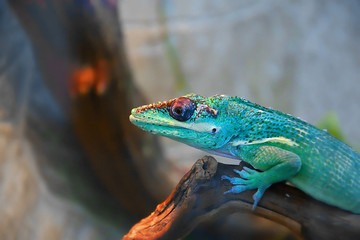 Knight Anole In the terrarium