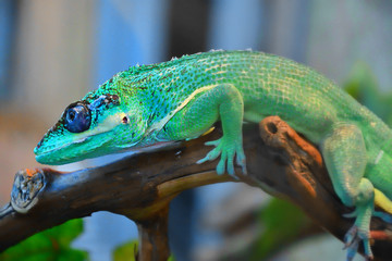 Knight Anole In the terrarium