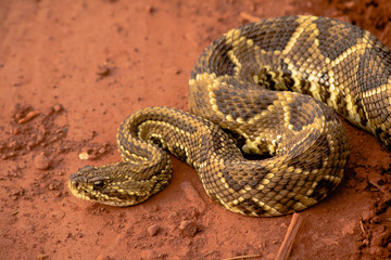 Close of a rattlesnake at a brazilian cerrado field at sunset, in Minas Gerais, showing a deffensive behaviour in wildlife