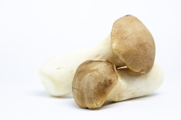 Organic Eryngii mushrooms on white background close up.