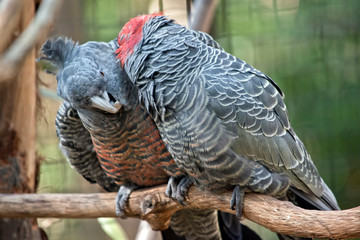 two gang-gang parrots preening each other