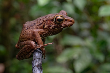 Brown Leaf Tree Frog in Mulu National Park, Borneo Malaysia