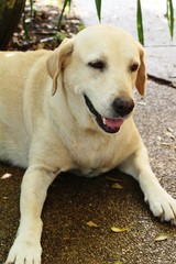 Brown dog cute is staring on floor