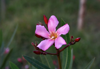 Flowers of the Brazilian flora. Exotic, wild, cerrado, gardens, mountains of Minas Gerais