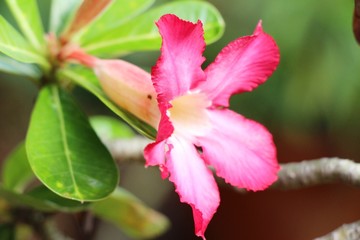 Fototapeta premium Azalea flowers is beautiful at the garden
