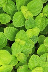 Pepper mint leaves in garden with nature