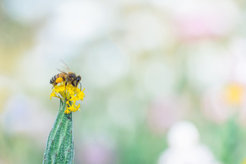 Spring life of a little World at the nature