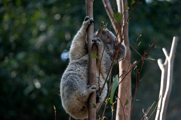 a joey koala climbing a tree