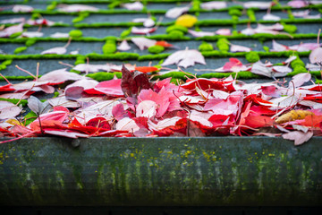 Autumn leaves lie in drain chute on moss-covered roof