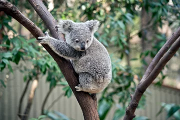 Fotobehang a joey koala climbing a tree © susan flashman