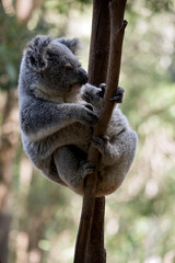 A koala cuddling her  joey