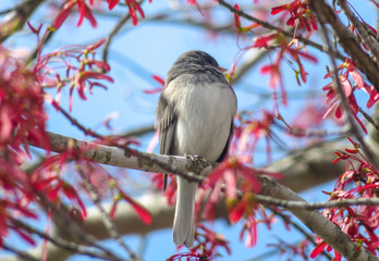 bird on a branch