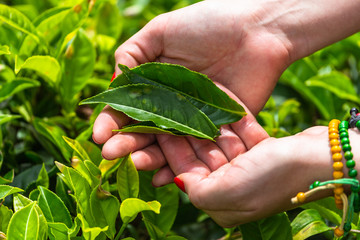 Tea plantation near Haputale. Sri Lanka.