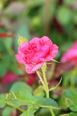 Beautiful roses is blooming in the garden