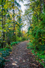 Fototapeta premium Footpath in the autumn forest