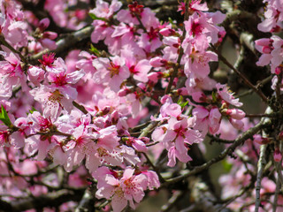 Obraz na płótnie Canvas blooming cherry tree in spring