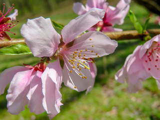 flower in the garden