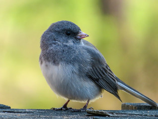 sparrow on fence