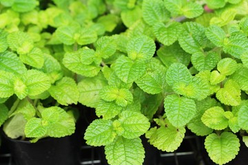 Pepper mint leaves in garden with nature