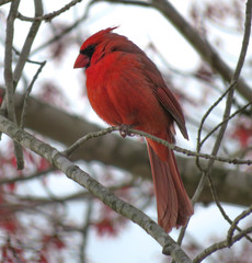 cardinal on a branch