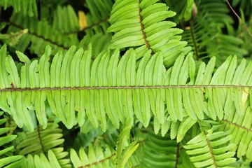 Fototapeta premium Fern is beautiful in garden with nature