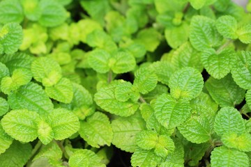Pepper mint leaves in garden with nature