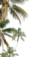 Obraz na płótnie Canvas coconut palm tree isolated on white background