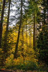 Landscape of the wild autumn forest on the mountainside illuminated by sunlight