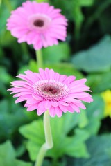 Gerbera flowers in garden with the nature