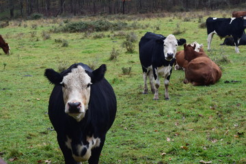 cows in a field