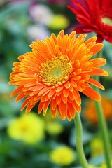 Gerbera flowers in garden with the nature