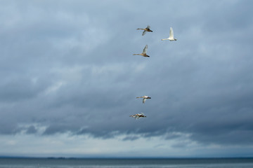 Fototapeta na wymiar A flock of geese flying over water