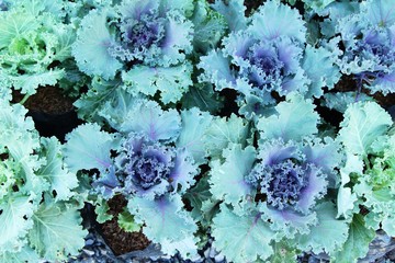 Head cabbage in the garden with nature