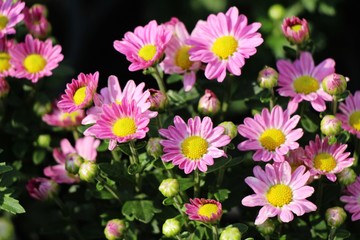 Chrysanthemums flower is beautiful in the garden