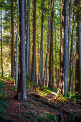 Obraz premium Landscape with tree trunks in the forest on the mountainside illuminated by sunlight