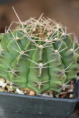 Beautiful small the cactus in the pot