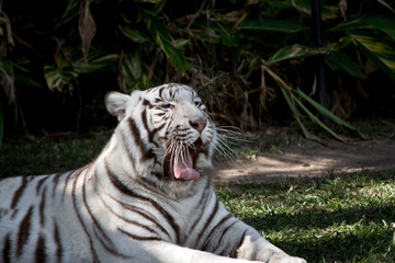 white tiger looking vicious, showing his teeth