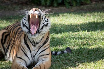 Siberian tiger  looking vicious, showing his teeth