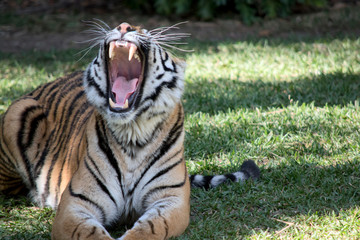 tiger looking vicious, showing his teeth