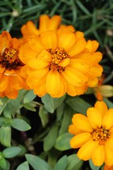 Dailsy flower beautiful in garden the nature