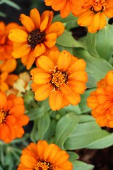 Dailsy flower beautiful in garden the nature