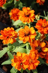 Dailsy flower beautiful in garden the nature