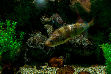 Big fish in an aquarium in the Vladivostok city oceanarium