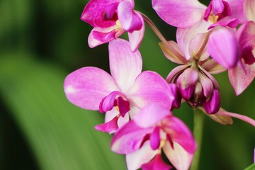Fototapeta na wymiar Orchid flower at beautiful in the nature