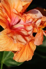 Fototapeta na wymiar Hibiscus flower at beautiful in the nature